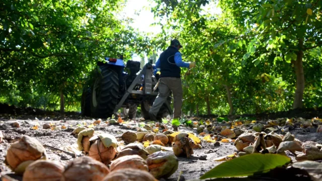 Río Negro tiene 2.296 hectáreas con frutos secos (nogales, avellanos y almendros)