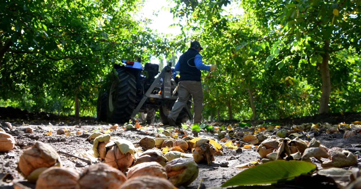Río Negro tiene 2.296 hectáreas con frutos secos (nogales, avellanos y almendros)