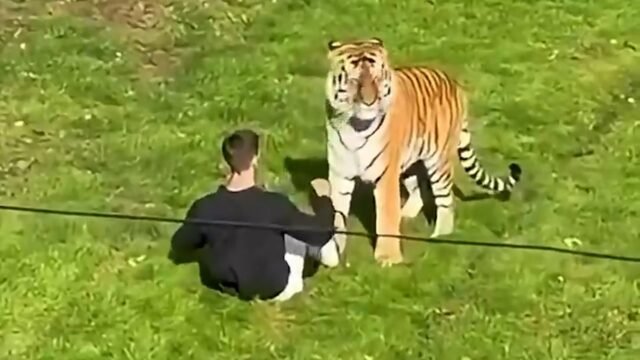 Quién era William Chapman, el actor que murió tras ingresar al recinto de un tigre en el zoológico de Yorkshire
