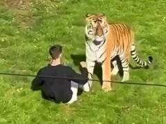 Entró al recinto de un tigre en un zoológico británico y murió atacado: ahora investigan accesos irregulares a su historial clínico