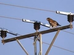 Por qué un gorrión puede posarse sin riesgo donde un halcón podría sufrir una descarga letal