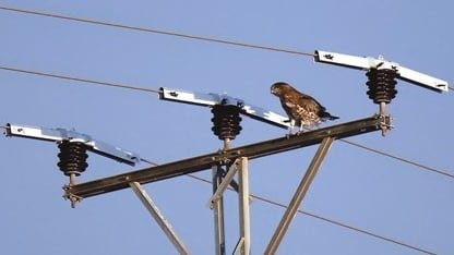 Por qué un gorrión puede posarse sin riesgo donde un halcón podría sufrir una descarga letal