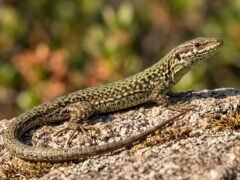 Avanza en el Mediterráneo, pero pierde colores: el curioso caso de la lagartija Hulk