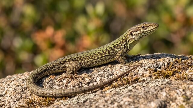 Avanza en el Mediterráneo, pero pierde colores: el curioso caso de la lagartija Hulk