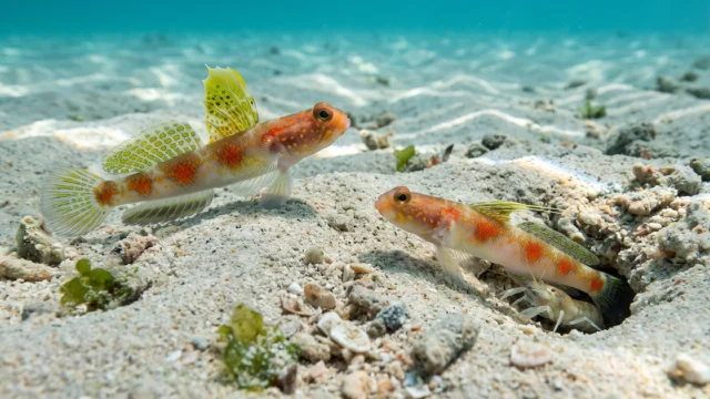 Lleva el nombre del sol naciente, pero su color desaparece al ser preservado: así es la nueva especie de pez hallada en Java