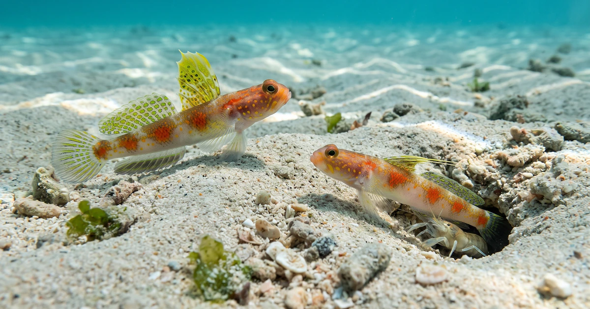 Lleva el nombre del sol naciente, pero su color desaparece al ser preservado: así es la nueva especie de pez hallada en Java