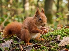 Por qué las ardillas esconden bellotas y qué función cumplen en los bosques