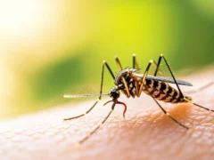 Cómo distinguir las picaduras de insectos y cuándo se debe buscar atención médica