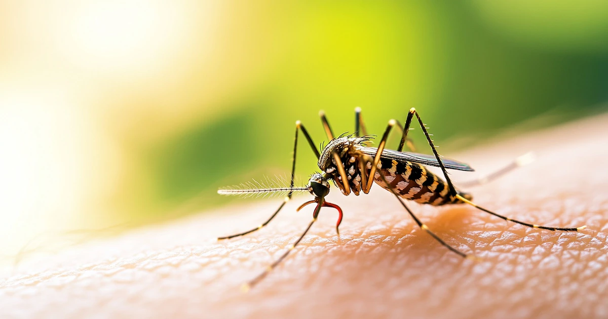 Cómo distinguir las picaduras de insectos y cuándo se debe buscar atención médica
