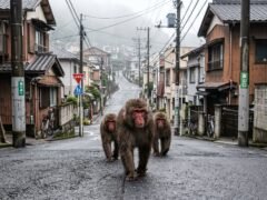 Más de 900 incidentes en un año: así una ciudad turística de Japón enfrenta una invasión de monos