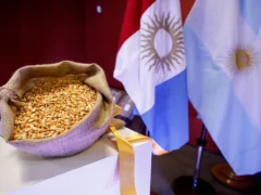 Por qué, pese al “gusano cogollero” y la “chicharrita”, la Argentina pasó a dominar el mercado mundial de maíz