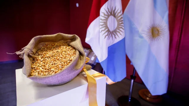 Por qué, pese al “gusano cogollero” y la “chicharrita”, la Argentina pasó a dominar el mercado mundial de maíz