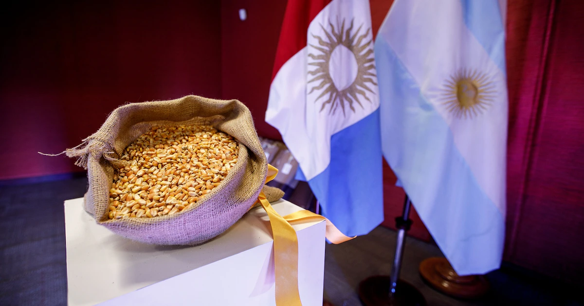 Por qué, pese al “gusano cogollero” y la “chicharrita”, la Argentina pasó a dominar el mercado mundial de maíz