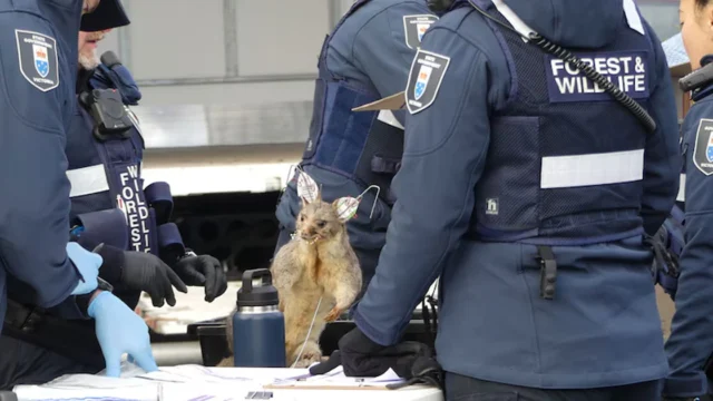 Un anticuario fue multado por almacenar más de 700 animales congelados y disecados