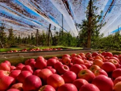 La sidra de Río Negro avanza hacia la Indicación Geográfica: qué exige el sello que publicó Nación