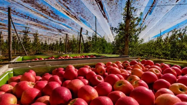 La sidra de Río Negro avanza hacia la Indicación Geográfica: qué exige el sello que publicó Nación