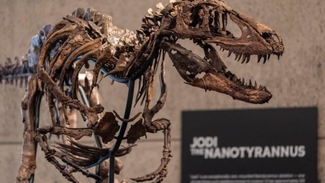 Creían que era un Tiranosaurio Rex de USD 20 millones, pero un descubrimiento cambió todo y hundió su valor