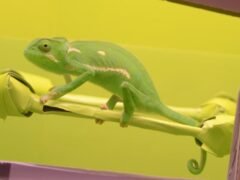 ¿Los camaleones pueden adoptar cualquier color? Un estudio halló límites claros sobre esta creencia