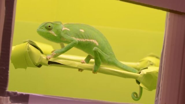 ¿Los camaleones pueden adoptar cualquier color? Un estudio halló límites claros sobre esta creencia