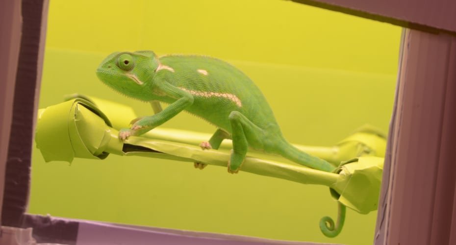 ¿Los camaleones pueden adoptar cualquier color? Un estudio halló límites claros sobre esta creencia