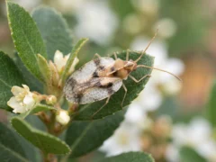 Tras años de confusión, un análisis de ADN permitió identificar una nueva especie de chinche de encaje en Japón