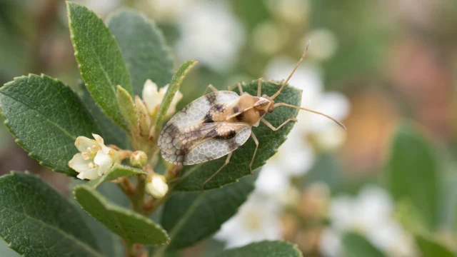 Tras años de confusión, un análisis de ADN permitió identificar una nueva especie de chinche de encaje en Japón