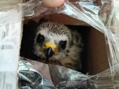 El tráfico ilegal de fauna preocupa a los especialistas y lanzan una guía para detectarlo en aeropuertos