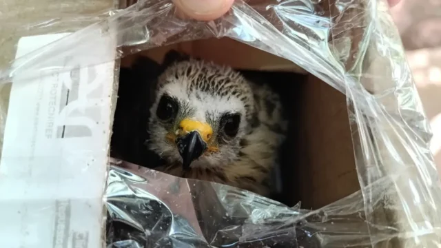 El tráfico ilegal de fauna preocupa a los especialistas y lanzan una guía para detectarlo en aeropuertos