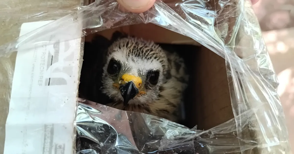 El tráfico ilegal de fauna preocupa a los especialistas y lanzan una guía para detectarlo en aeropuertos