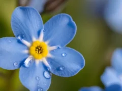 Lluvias y humedad: qué hacer en tu jardín o huerta para evitar que las plantas se enfermen
