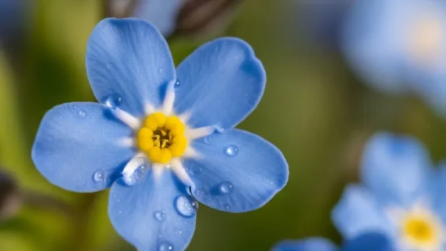 Lluvias y humedad: qué hacer en tu jardín o huerta para evitar que las plantas se enfermen