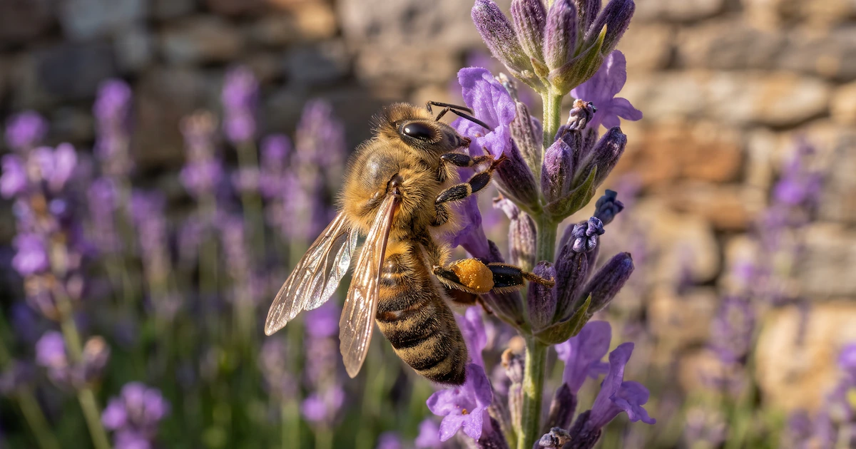 Por qué las abejas melíferas se volvieron un problema para los polinizadores silvestres en Reino Unido
