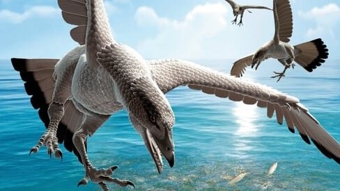 Identificaron en Australia una nueva especie de ave que habitó el planeta hace 105 millones de años