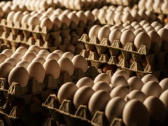 Presentaron en el Congreso un proyecto de ley de etiquetado de huevos