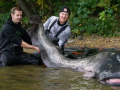 Lucharon más de media hora contra un pez de casi 3 metros en Polonia y todo indica que es el mismo gigante que había sido pescado hace un año