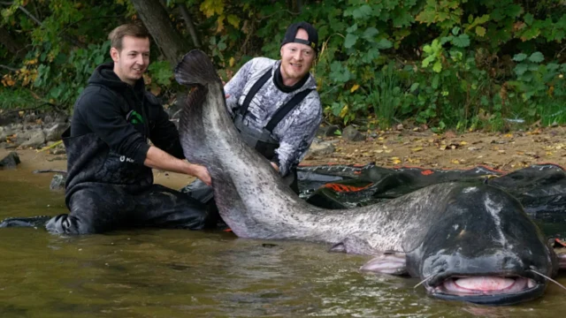 Lucharon más de media hora contra un pez de casi 3 metros en Polonia y todo indica que es el mismo gigante que había sido pescado hace un año