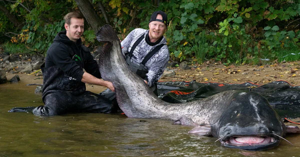 Lucharon más de media hora contra un pez de casi 3 metros en Polonia y todo indica que es el mismo gigante que había sido pescado hace un año