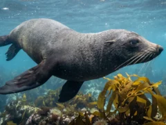 Focas y leones marinos revelan cómo perciben el ruido humano