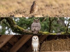 Cómo la sequía y las lluvias reescribieron el menú de los búhos en Chile a lo largo de 24 años