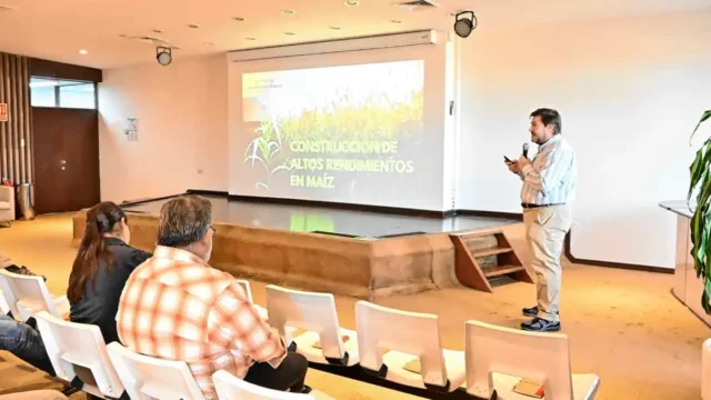 Maíz de alto rendimiento: las claves para transformar el potencial en kilos de grano en la Patagonia
