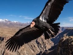 El aumento del riesgo de extinción rara vez impulsa a los zoológicos a ampliar sus poblaciones