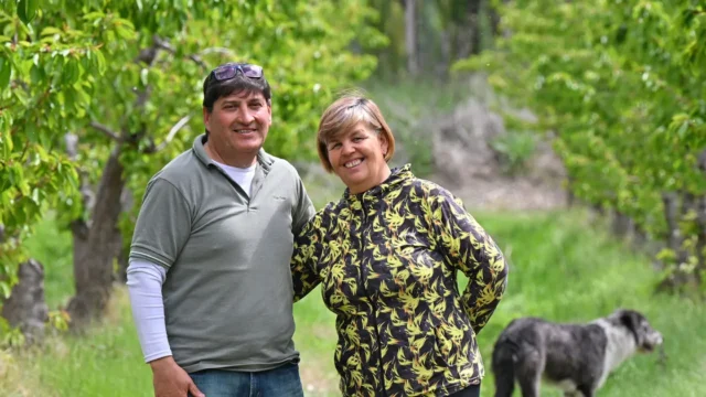 Compraron la chacra que nadie quería y hoy cosechan 8.000 kilos por hectárea del «rubí de la fruticultura» en la Patagonia