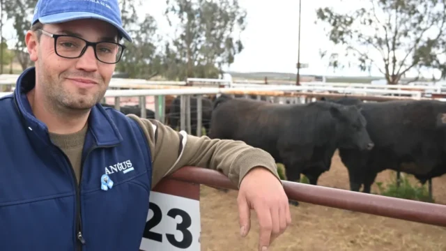 Carne y fruta, la dieta perfecta: la familia de Villa Regina que tiene su fuerte en la fruticultura, pero ahora ya cosecha los primeros premios con sus ejemplares Angus