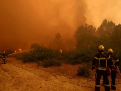 Los incendios en Francia dejaron a la fauna silvestre ante un “desierto de cenizas”, afirma un experto