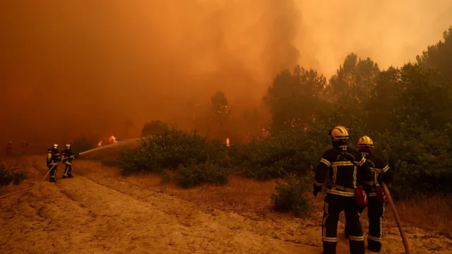 Los incendios en Francia dejaron a la fauna silvestre ante un “desierto de cenizas”, afirma un experto