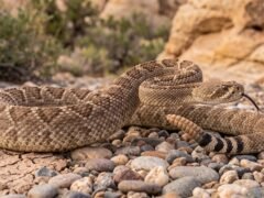 Calor, vibraciones y magnetismo: así perciben el mundo algunos reptiles y anfibios