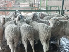 Las lluvias trajeron alivio a la estepa: habrá lana más limpia, de mayor calidad y con mejor rinde al peine