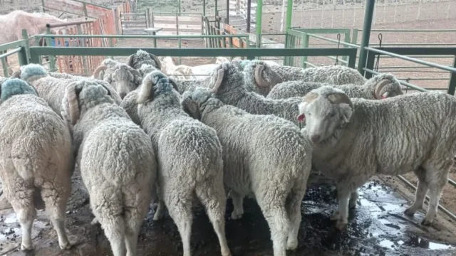 Las lluvias trajeron alivio a la estepa: habrá lana más limpia, de mayor calidad y con mejor rinde al peine