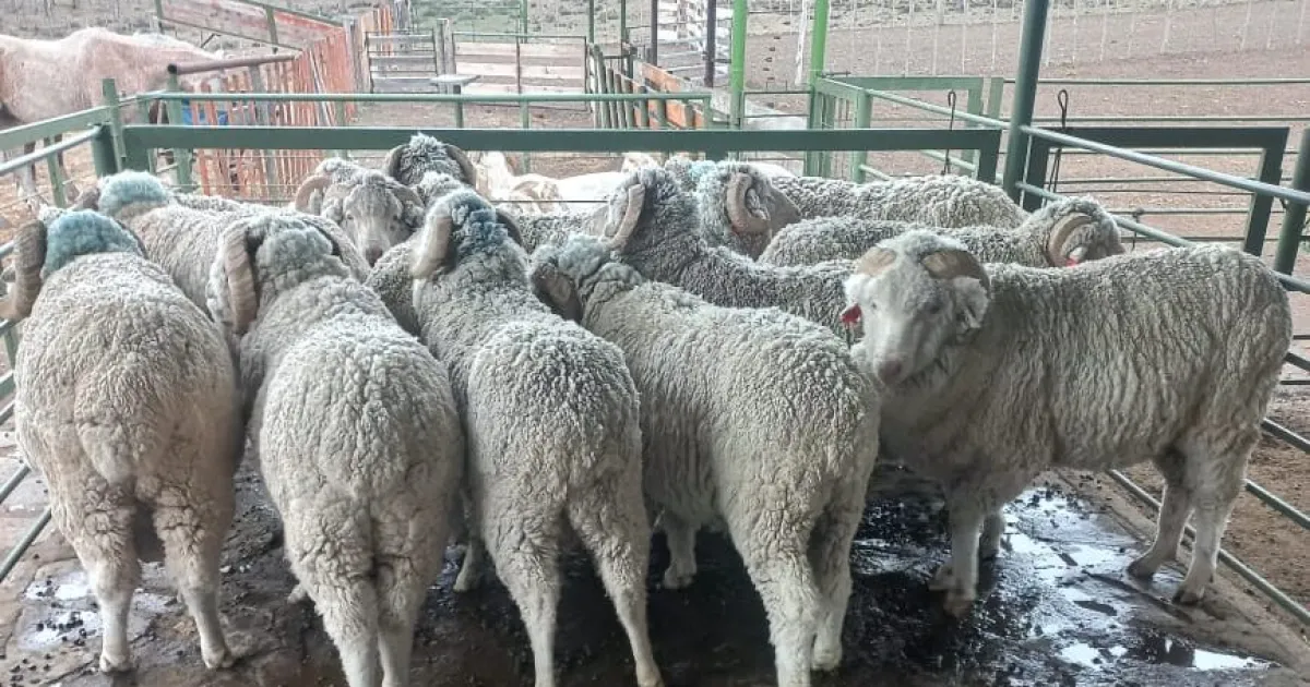 Las lluvias trajeron alivio a la estepa: habrá lana más limpia, de mayor calidad y con mejor rinde al peine