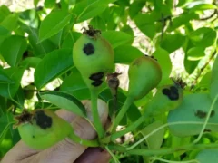 Primavera húmeda: alertan sobre el riesgo de enfermedades fúngicas en frutales de pepita
